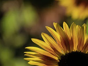 Images Dated 1st September 2022: Usa, Washington State, Bellevue. Backlit common sunflower