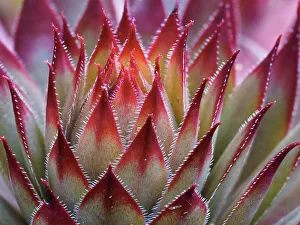 Usa, Washington State, Bellevue. Backlit succulent houseleek, aka Hens-And-Chicks