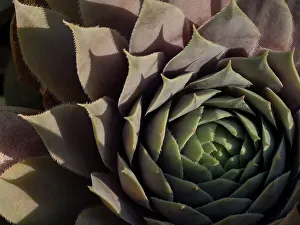 Images Dated 1st September 2022: Usa, Washington State, Bellevue. Houseleek Bronze Pastel, also known as Hens-And-Chicks