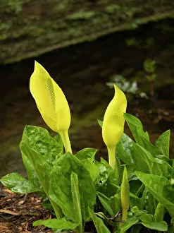 Images Dated 1st September 2022: Usa, Washington State, Bellevue. Bellevue Botanical Garden. Western skunk cabbage