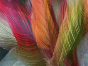 Images Dated 1st September 2022: Usa, Washington State, Bellevue. Bellevue Botanical Garden. Ti plant
