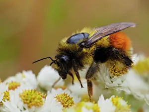 Images Dated 1st September 2022: Usa, Washington State, Bellevue. Honeybee covered with pollen on Pearly everlasting
