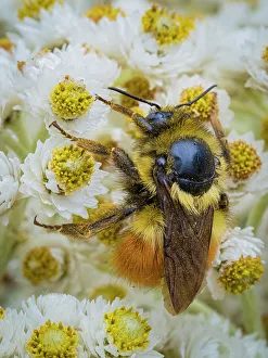 Images Dated 1st September 2022: Usa, Washington State, Bellevue. Honeybee covered with pollen on Pearly everlasting
