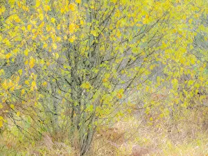 USA, Washington State, Bellevue alder tree golden / yellow fall colors