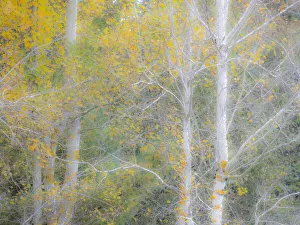 USA, Washington State, Bellevue birch trees with golden fall colors