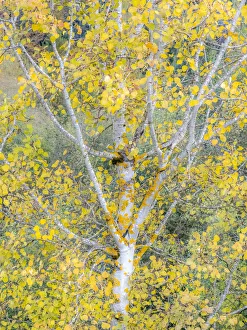 USA, Washington State, Bellevue birch trees with golden fall colors