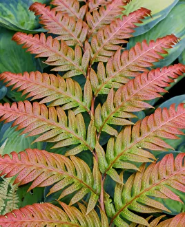 Images Dated 13th June 2022: USA, Washington State. Bellevue Botanical garden