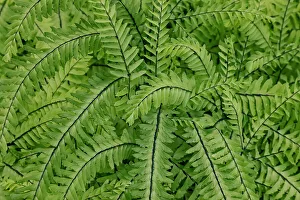 Images Dated 13th June 2022: USA, Washington State. Bellevue Botanical garden