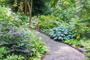 Images Dated 13th June 2022: USA, Washington State. Bellevue Botanical garden and shade garden
