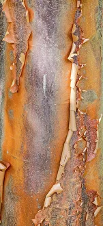 Images Dated 16th June 2021: USA, Washington State. Bellevue Botanical garden and tree bark