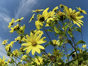 Bellevue Prints: Usa, Washington State, Bellevue. Giant sunflowers