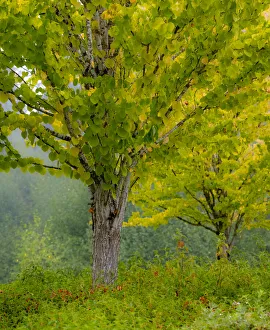 Images Dated 17th March 2022: USA, Washington State, Bellevue Ginkgo Tree in Autumn colors