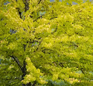 Images Dated 12th July 2022: USA, Washington State, Bellevue Ginkgo Tree in Autumn colors