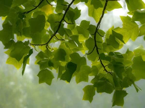 2022-08-19 Danita Delimont Dist 2325 images Gallery: USA, Washington State, Bellevue Ginkgo Tree green leaves