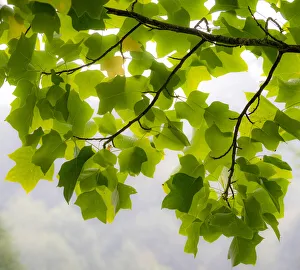 Images Dated 12th July 2022: USA, Washington State, Bellevue Ginkgo Tree green leaves