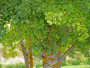 USA, Washington State, Bellevue Ginkgo Tree green leaves