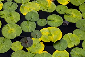 USA, Washington State, Bellingham. Lily pads on Lake Louise