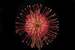 Images Dated 13th February 2019: USA, Washington State, Bellingham. Close-up of protea flower