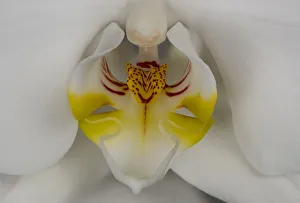 Images Dated 13th February 2019: USA, Washington State, Bellingham. Close-up of phalaenopsis orchid