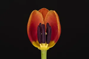USA, Washington State, Bellingham. Close-up inside of tulip