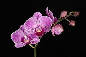 Images Dated 13th February 2019: USA, Washington State, Bellingham. Close-up of phalaenopsis orchid
