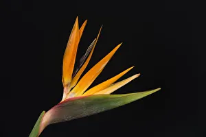 USA, Washington State, Bellingham. Bird of paradise flower close-up