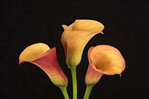 Images Dated 13th February 2019: USA, Washington State, Bellingham. Calla lilies close-up