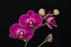 USA, Washington State, Bellingham. Close-up of phalaenopsis orchid