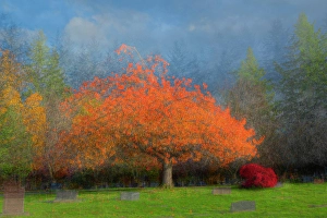 Cemetery Prints: USA, Washington State, Bellingham
