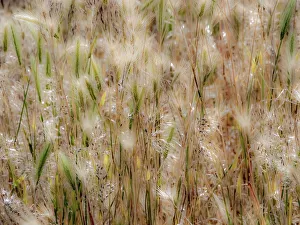 New Images August 2022 Prints: USA, Washington State, Benge. Dried grass seed heads