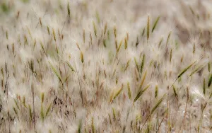 Images Dated 12th July 2022: USA, Washington State, Benge. Dried grass seed heads
