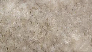 Images Dated 12th July 2022: USA, Washington State, Benge. Dried grass seed heads
