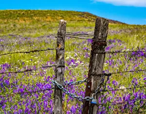 2022-08-19 Danita Delimont Dist 2325 images Collection: USA, Washington State, Benge and field of vetch blooming with wooden fenced gate and lock