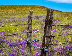 New Images August 2022 Prints: USA, Washington State, Benge and field of vetch blooming with wooden fenced gate and lock