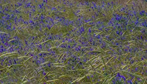New Images August 2022 Prints: USA, Washington State, Benge. Purple vetch in field