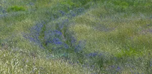 Images Dated 12th July 2022: USA, Washington State, Benge. Purple vetch in field
