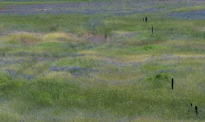 Images Dated 12th July 2022: USA, Washington State, Benge. Purple vetch in field