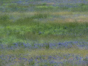 Images Dated 22nd June 2020: USA, Washington State, Benge. Purple vetch in field
