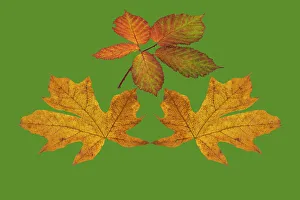 Images Dated 27th January 2023: USA, Washington State. Big leaf maple and Himalayan Blackberry still-life arrangement