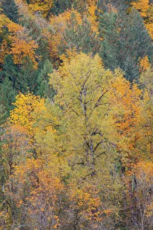 Images Dated 13th June 2022: USA, Washington State. Big Leaf Maple trees in autumn colors near Darrington off of Highway 530