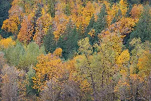 Images Dated 13th June 2022: USA, Washington State. Big Leaf Maple trees in autumn colors near Darrington off of Highway 530