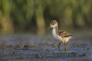 Gary Luhm Prints: USA. Washington State. Black-necked Stilt (Himantopus mexicanus) chick forages along