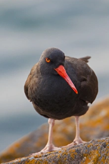 Images Dated 10th June 2009: USA, Washington State, Black Oystercatcher