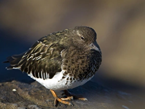 Images Dated 6th February 2012: USA, Washington State. A Black Turnstone (Arenaria melanocephala) rests on a rock