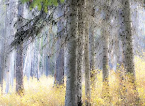 Images Dated 12th June 2020: USA, Washington State, Blewett Pass in autumn and Larch trees in fire damaged area