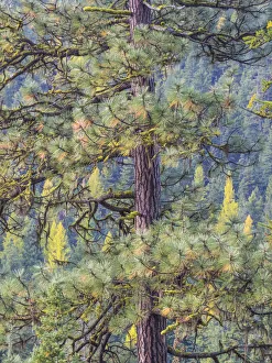 USA, Washington State, Blewett Pass in autumn and Pine Trees