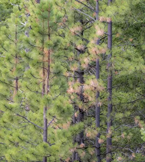 Images Dated 12th June 2020: USA, Washington State, Blewett Pass in autumn and Pine Trees