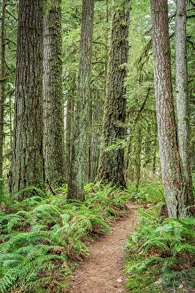 Fern Prints: USA, Washington State, Bremerton. Forest trail in Rhododendron Preserve