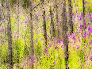 New Images August 2022 Prints: USA, Washington State, burnt forest and fire weed along Lake Cle Elum Washington Cascades