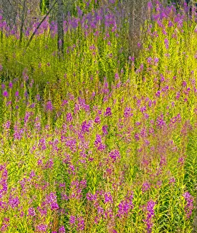 Images Dated 22nd July 2020: USA, Washington State, burnt forest and fire weed along Lake Cle Elum Washington Cascades